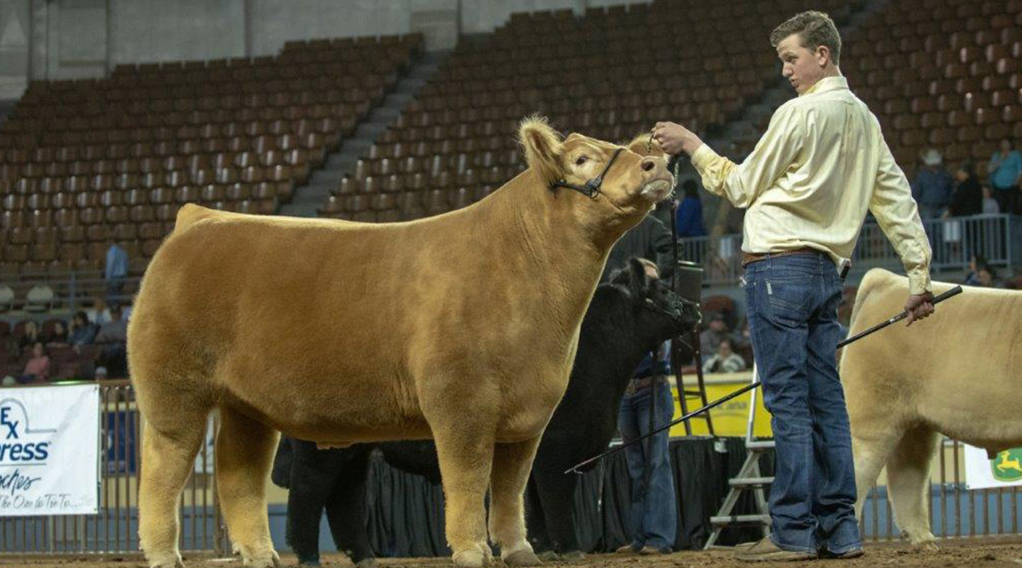 boy showing steer