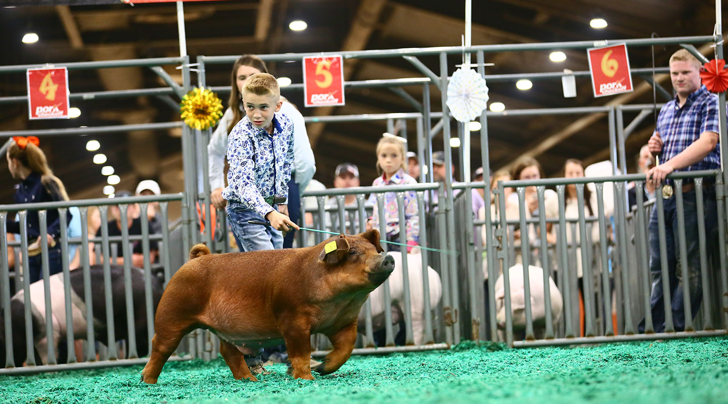 duroc barrow showing