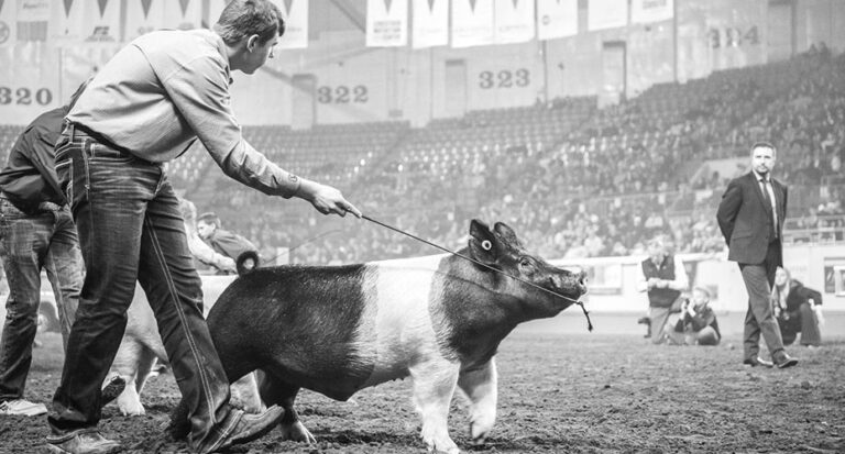 pig in show ring