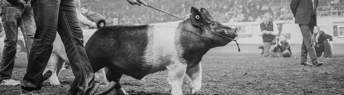 pig in show ring