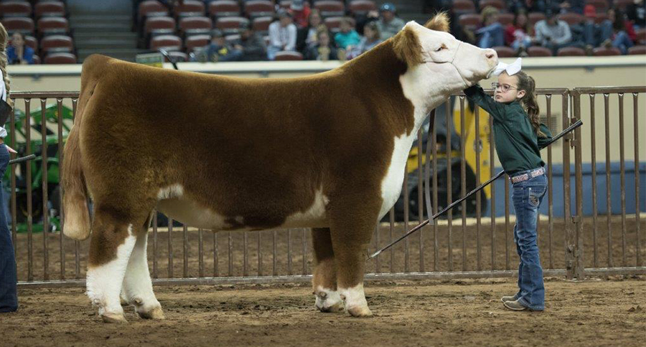 Hereford steer