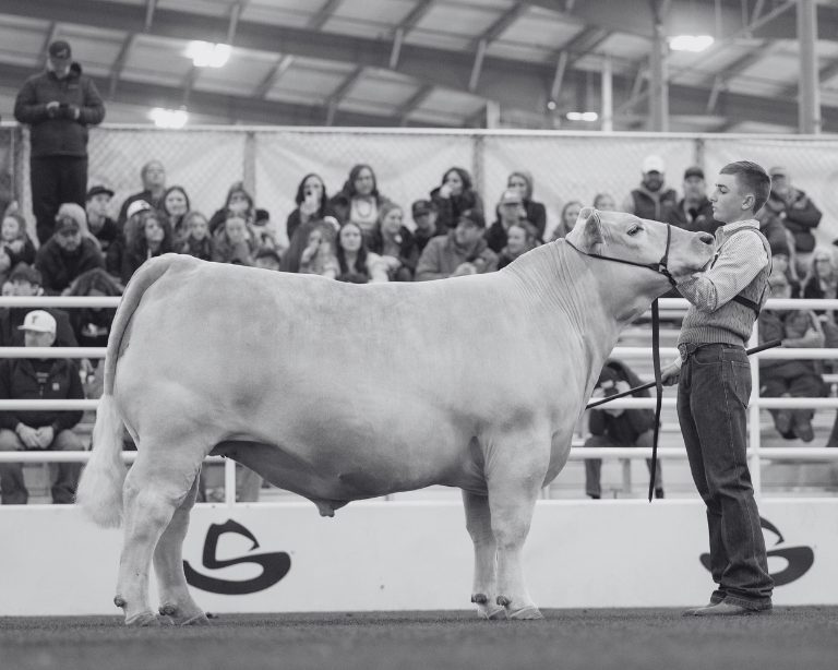 cattle fed Sunglo in a show ring