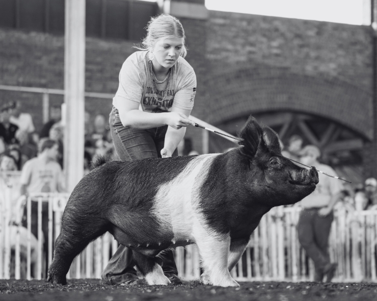 show pig who was fed sunglo show pig feed