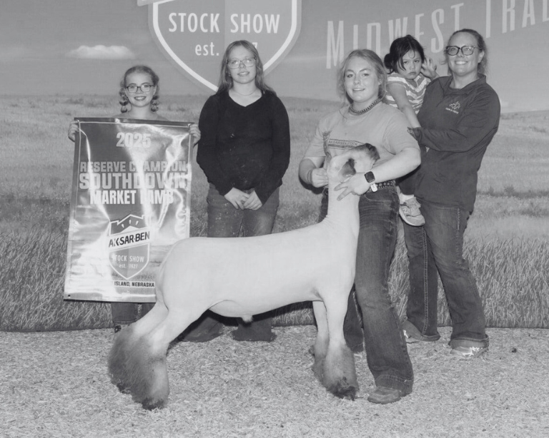 sheep fed Sunglo feed winning a show