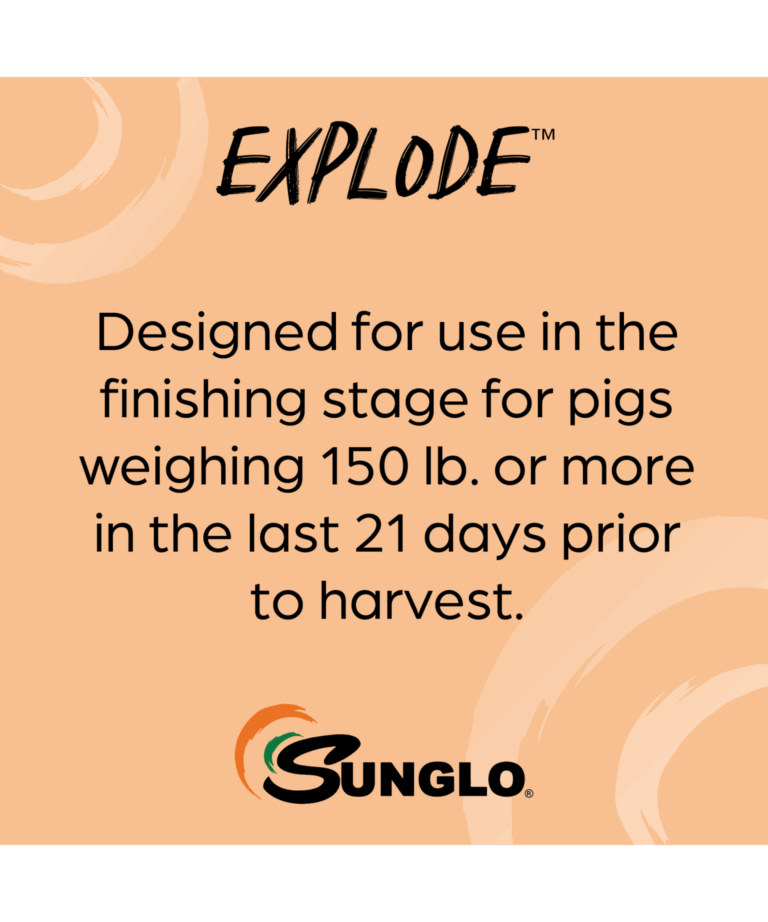 sunglo explode for finishing pigs