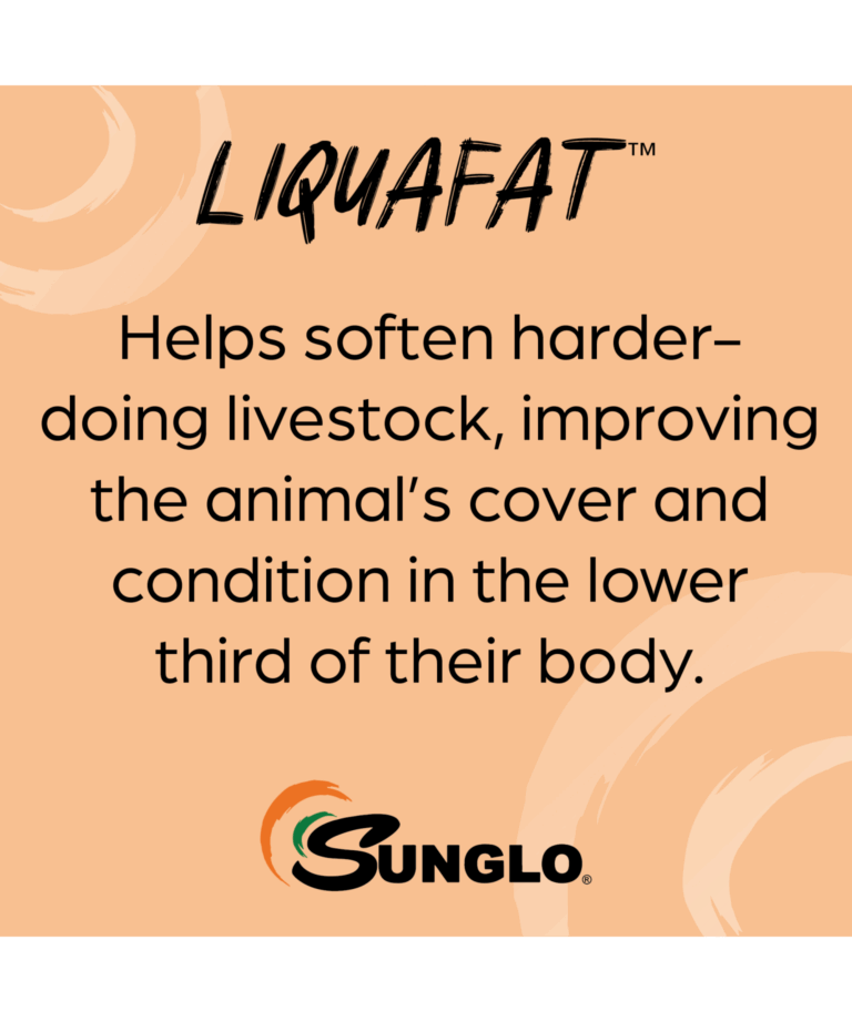 sunglo liquafat helps soften harder-doing livestock