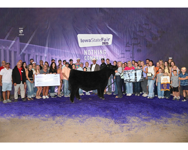 klaire shanks show cattle