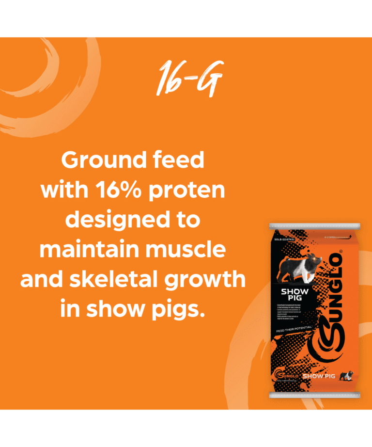 sunglo 16-G ground feed fir show pigs