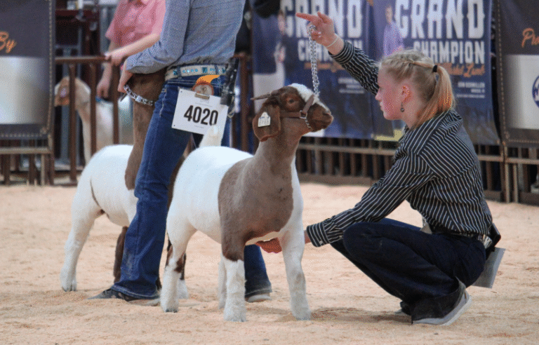 showing a goat