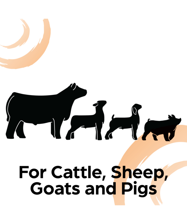 Sunglo product for cattle, sheep, goats and pigs
