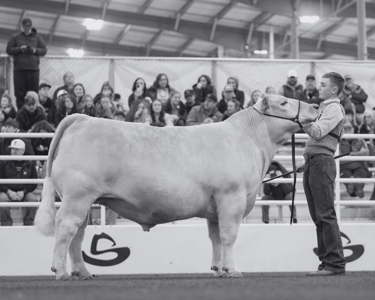 Young exhibitor setting up a light-colored market steer in a show ring in front of a crowded grandstand