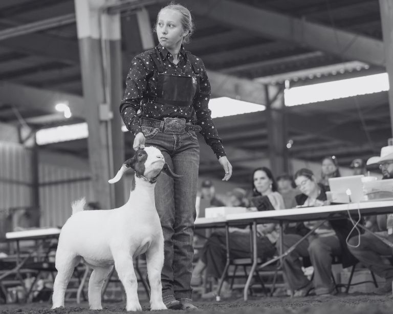 Young exhibitor holding a Boer goat by its collar in the show ring, with officials seated at a table behind